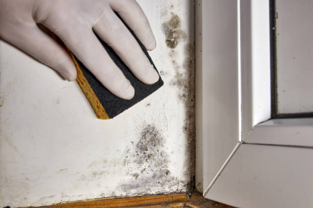 Best Black Mold Removal  in Walnut Ridge, AR